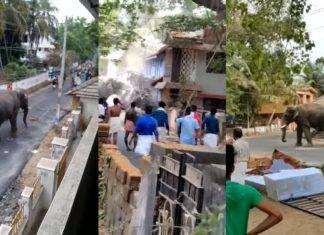 Elefante tiene ataque de ira y causa destrozos a su paso Elefante tiene ataque de ira y causa destrozos a su paso