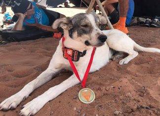 Conoce a ‘Cactus’, el perro que corrió una maratón y ganó medalla Conoce a Cactus, el perro que corrió una maratón y ganó medalla
