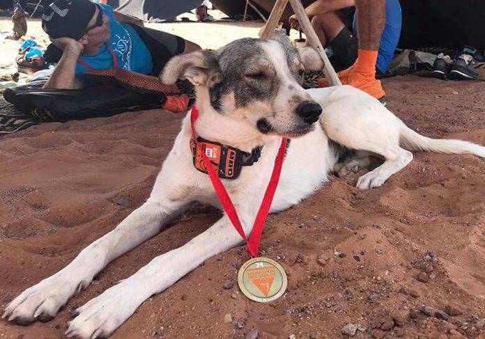 Conoce a Cactus, el perro que corrió una maratón y ganó medalla