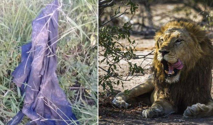 Elefante mata a un cazador y leones devoran el cadáver