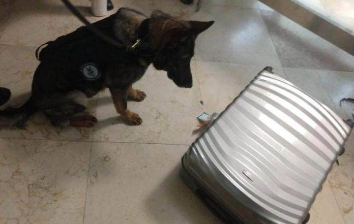 Arrestan a mujer con más de 3 kilos de drogas