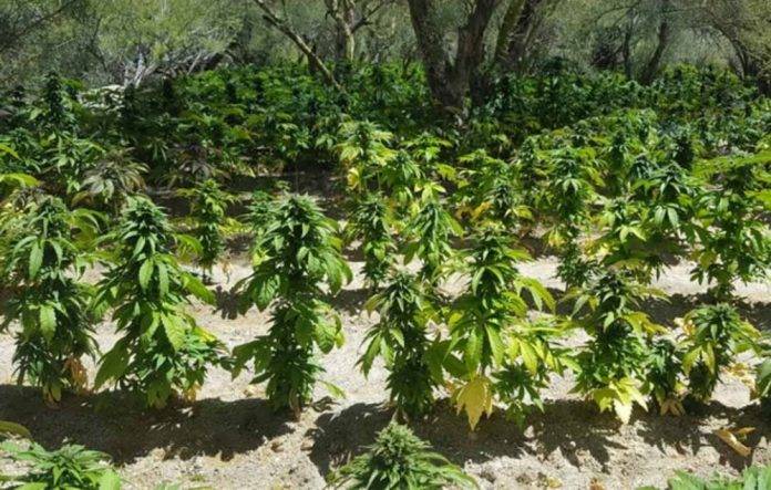 Buscaban a una extraviada y encontraron plantíos de mariguana
