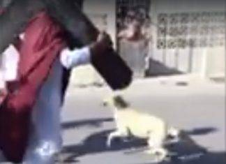 Perro defiende a Jesucristo de los romanos (video)