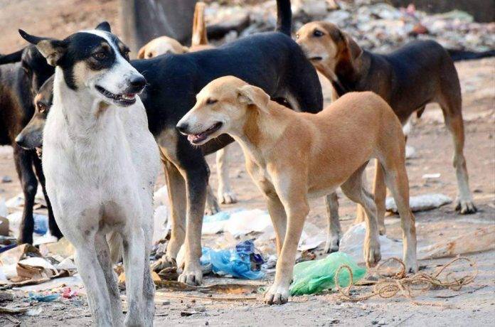 Perros asesinos atacan a cuatro adolescentes