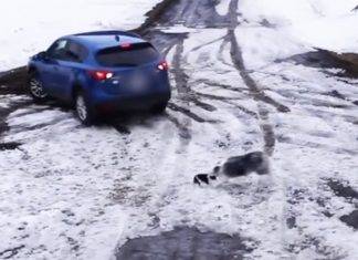 Perro héroe rescata a otro perrito de ser atropellado (video) Perro héroe rescata a otro perrito de ser atropellado (video)