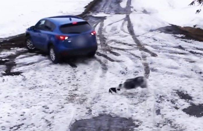 Perro héroe rescata a otro perrito de ser atropellado (video)