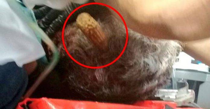 Llega al hospital con un picahielo clavado en la cabeza