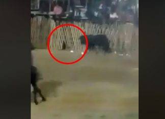 Lanzan a perrita callejera a ruedo para ser destripada por un toro durante torneo de lazo (video)