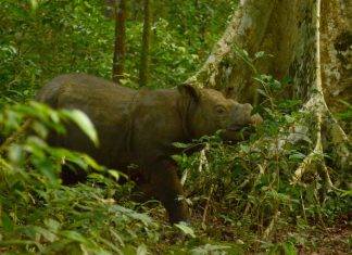 Muere el último rinoceronte de Sumatra que quedaba en el mundo Muere el ultimo rinoceronte de sumatra,