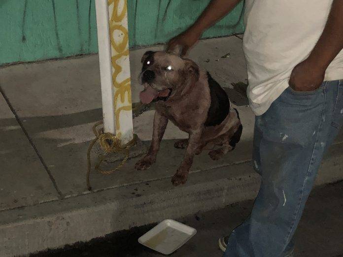 Pitbull mata a ladrón que entro a robar a casa de sus dueños