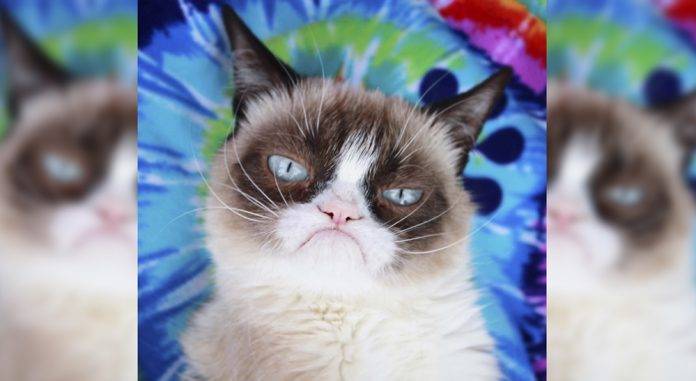 ¡Luto en internet! Muere ‘Grumpy Cat’, la gatita con la cara más gruñona