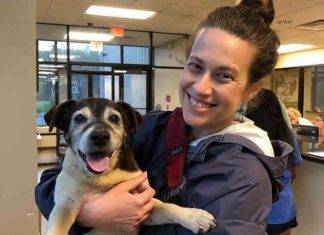 Encuentran a canino que estuvo perdido 5 años Encuentran a perro perdido hace 5 años