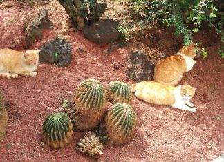Gobierno de AMLO manda a dormir 20 gatos que habitan Palacio Nacional Mandan a dormir a gatos de Palacio Nacional
