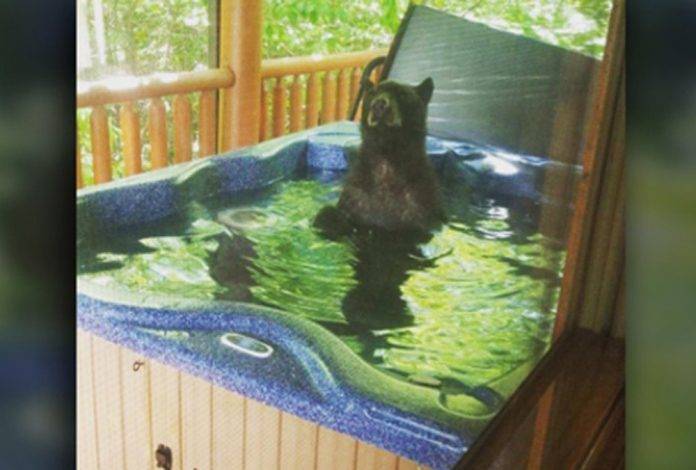 Descubren a osos chapoteando en su jacuzzi