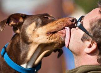 ¿Te gusta besar a tu mascota? Podrías desarrollar cáncer ¿Te gusta besar a tu mascota? Podrías desarrollar cáncer
