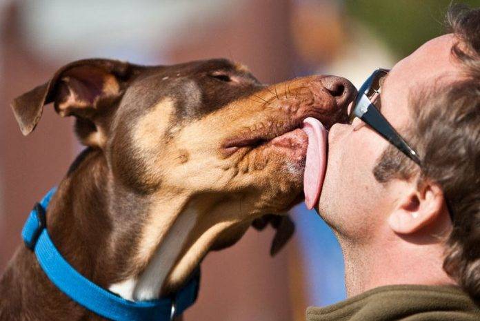 ¿Te gusta besar a tu mascota? Podrías desarrollar cáncer