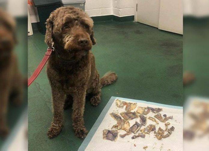 Perro se come 4 mil pesos de sus dueños