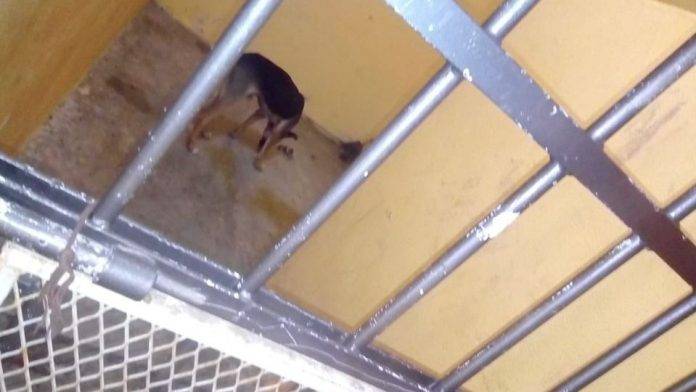 Meten al bote a perro callejero por morder a una doñita