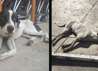 Muere Pinto, famoso perrito de redes sociales