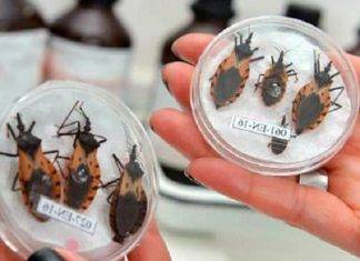 Le pica el ‘Pic’, insecto del Mal de Chagas, en Cd. Caucel
