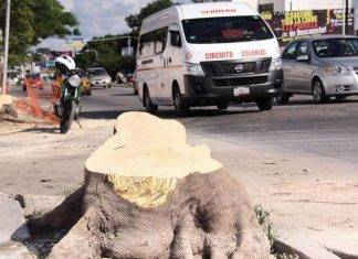 Sanciones serán más ‘feas’ para quien pode o tale árboles sin permiso