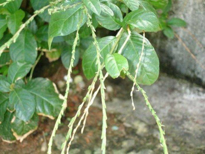 Payché, la planta que combate el cáncer y el Sida