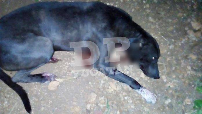 Crueldad animal: joven mata de un balazo a un perro 'malix' en Tekax