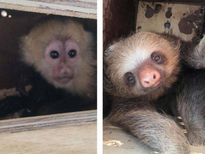 Aseguran a monos capuchinos bebés y osos perezosos, luego los matan