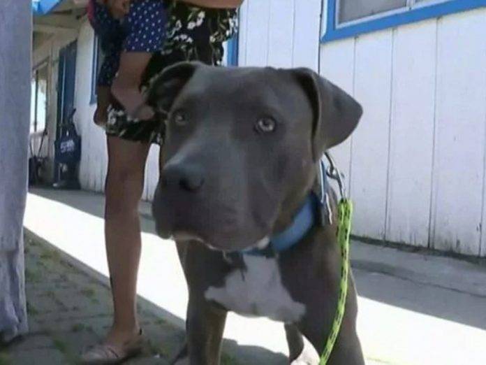 Perrita pitbull salva a bebé de incendio tras arrastrarlo por el pañal