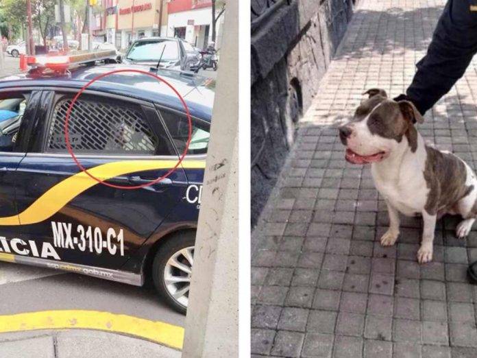 Policía 'detiene' a perrito en patrulla y le pide al dueño 2 mil 500 para devolverlo