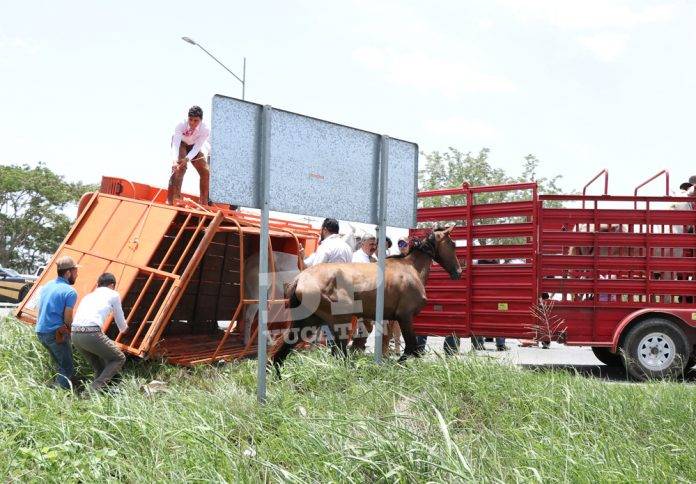 Relinchos de dolor y espanto en el Periférico de Mérida