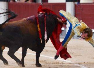 Torero es corneado del muslo derecho durante corrida Torero es corneado en corrida