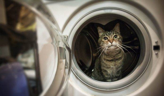 Gatito sobrevive a un ciclo de lavado de media hora dentro de una lavadora