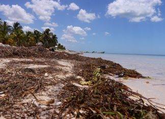 Poco probable que la mancha de sargazo llegue a Yucatán Sargazo no llegaría a costas yucatecas