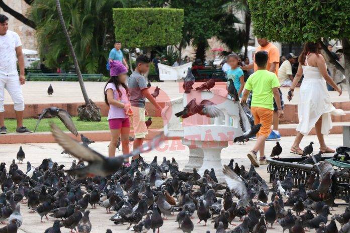 ¿Sabías qué? el popó de las palomas causa una grave enfermedad en los pulmones