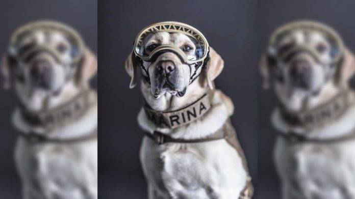 Frida, la perrita rescatisca más famosa de México se jubila (Video)