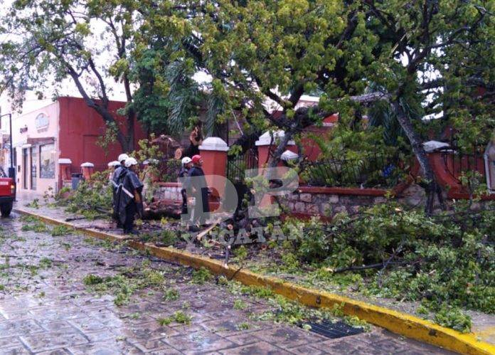 Cae árbol de la iglesia de Santa Lucía