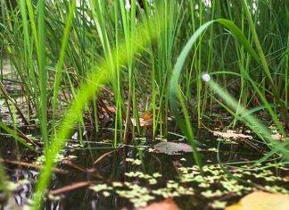 Por acción humana, las plantas se extinguen 500 veces más rápido: biólogos