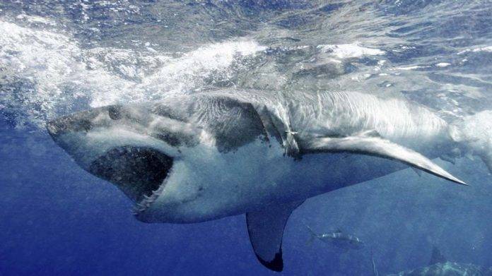 Amante de los animales muere al ser atacada por 3 tiburones mientras buceaba