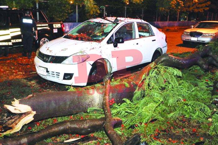 Cae árbol de flamboyán sobre coche abandonado en la colonia Miguel Alemán