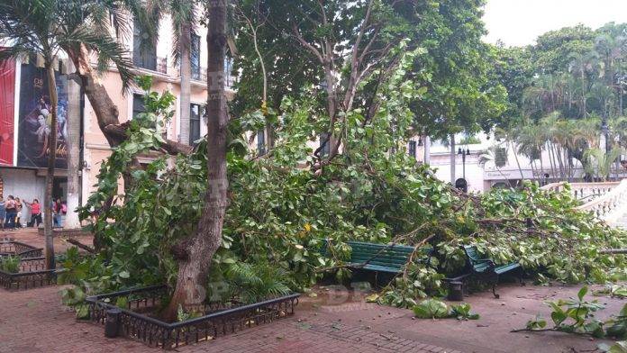 Turbonada vespertina tira árboles en Mérida y sus alrededores