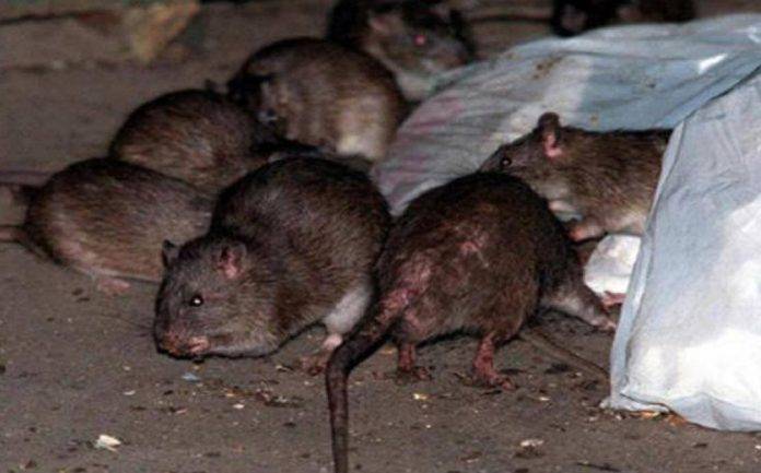 Lo cachan con 15 kilos de carne de rata en el aeropuerto