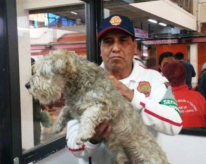 El perro se encuentra en buen estado de salud