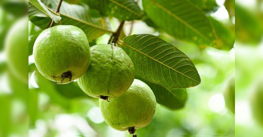 Platacción hoja de guayaba, una maravilla para la colitis y para bajar