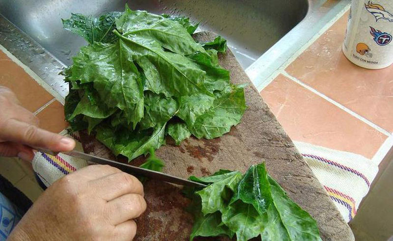 La chaya, con más propiedades nutricionales que la espinaca o la lechuga