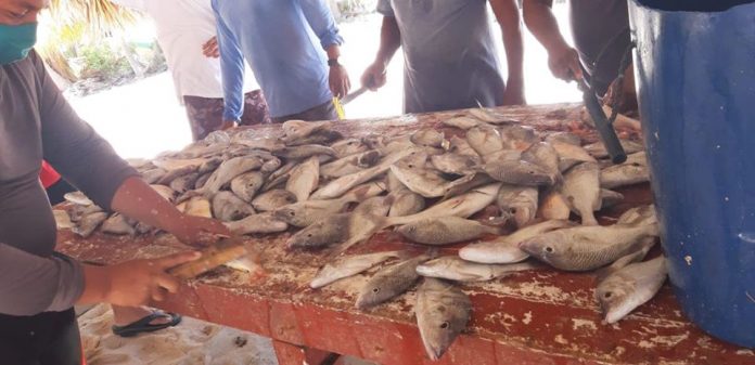 Los pescadores regresaron con bastante producto marino