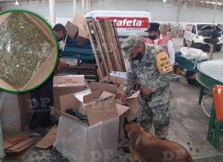 Mérida: aseguran casi 400 kilos de ‘mota’ en la Melitón Salazar