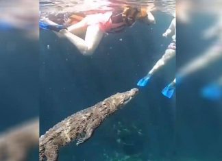 Mientras buceaban se les apareció tremendo ‘coco’ en un cenote (video)
