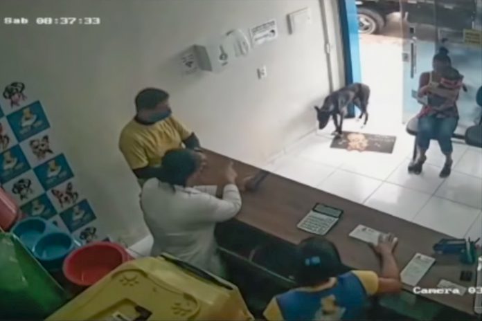 Perro callejero pide ayuda en una veterinaria, ¡llegó solo!