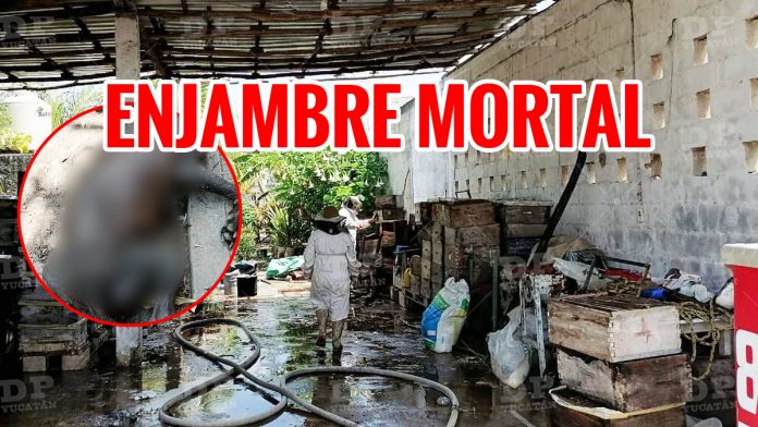 ENJAMBRE ABEJAS MUERTE PERROS TIZIMIN